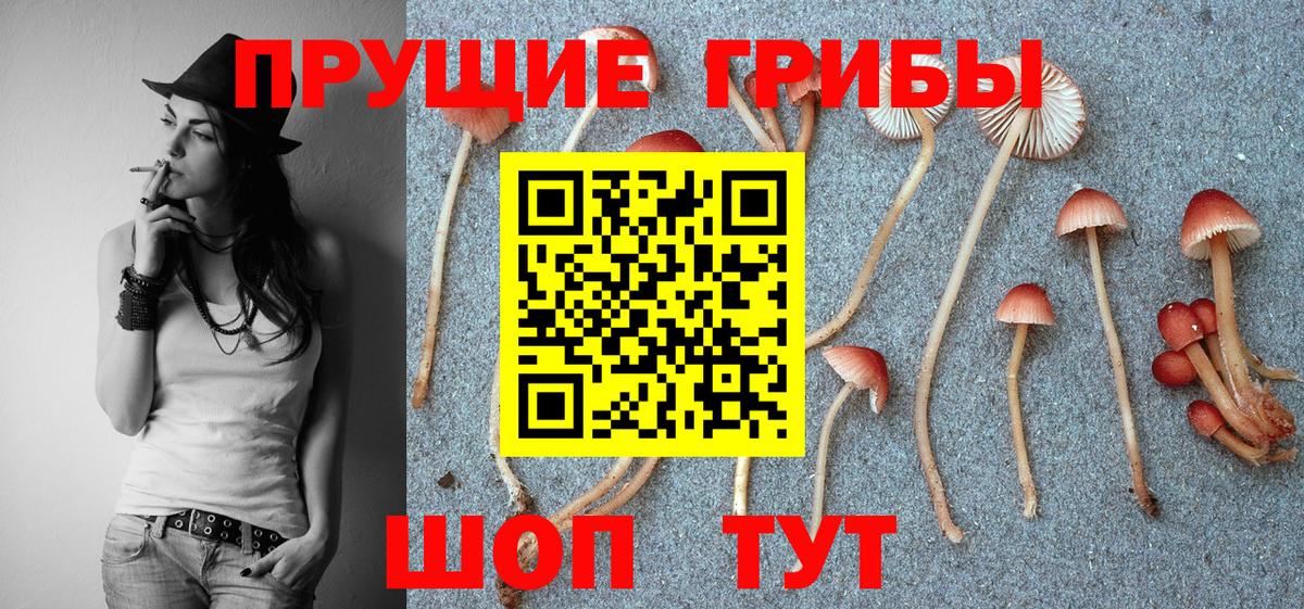 Галлюциногенные грибы Psilocybine cubensis Гусев